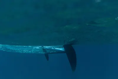 Стабилизатор фойла North Sonar S270 Stabilizer — детали конструкции